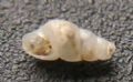 Chrysallida&nbsp;nivosa